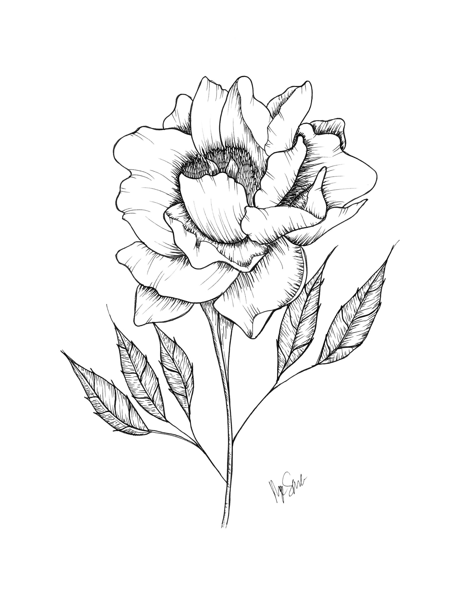 Wall art of line drawing illustration of a peony with stem and leaves